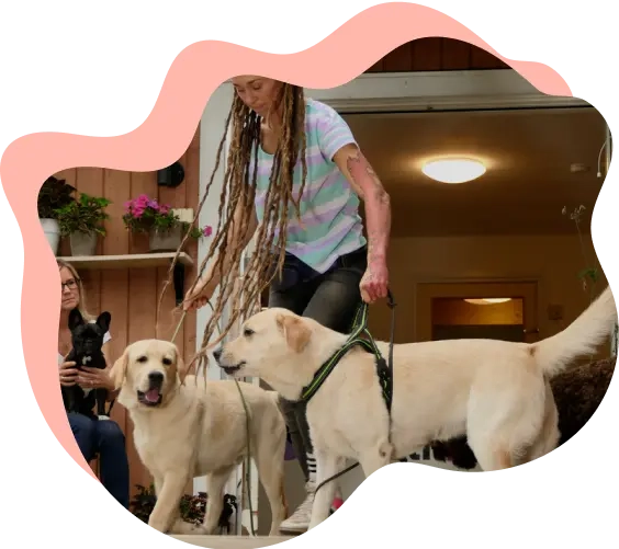 A dog trainer training dogs