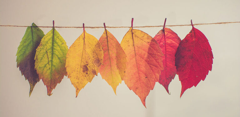 autumn leaves hanging on a string of rope